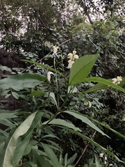 Justicia aconitiflora, photograph author not stated, no rights reserved