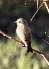 Pyrocephalus rubinus