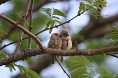 Amadina erythrocephala