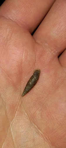 vretenovka lesklá (Cochlodina laminata)