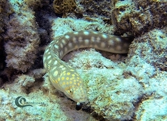 Myrichthys breviceps