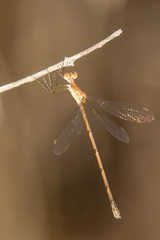 Lestes forficula