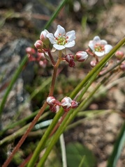 Micranthes californica