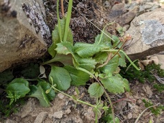 Micranthes californica
