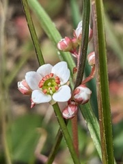 Micranthes californica