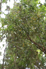 Agarista salicifolia