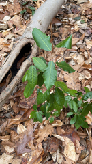 Elaeagnus pungens