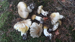 Tricholoma arvernense