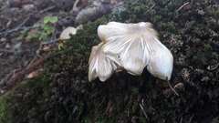 Tricholoma arvernense