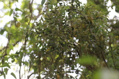 Agarista salicifolia