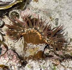 Bunodosoma californica