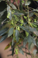 Agarista salicifolia