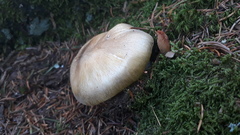 Tricholoma arvernense