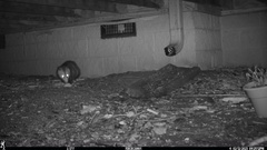 Didelphis virginiana