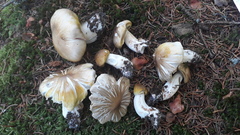 Tricholoma arvernense
