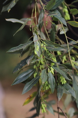 Agarista salicifolia
