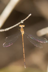Lestes forficula