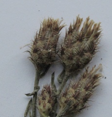 Centaurea ×psammogena