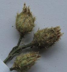 Centaurea diffusa