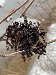 Taphrina robinsoniana