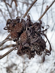 Taphrina robinsoniana