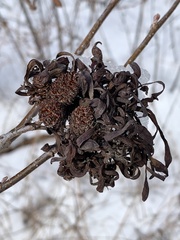 Taphrina robinsoniana