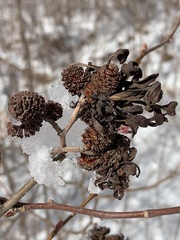 Taphrina robinsoniana