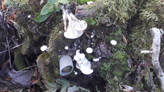 Clitocybe truncicola