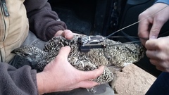 Centrocercus urophasianus