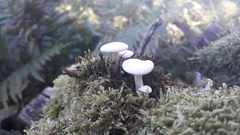Clitocybe truncicola