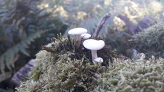 Clitocybe truncicola