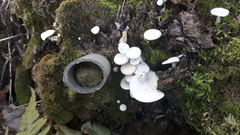 Clitocybe truncicola