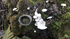 Clitocybe truncicola