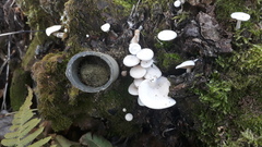 Clitocybe truncicola