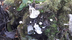 Clitocybe truncicola
