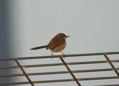 Prinia gracilis