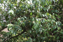 Olinia rochetiana