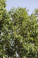 Olinia rochetiana