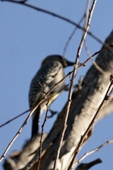 Melanerpes aurifrons