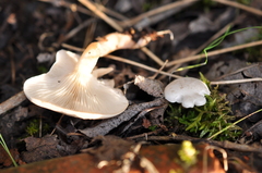 Clitocybe truncicola