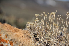 Centrocercus urophasianus