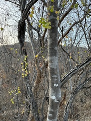 Haematoxylum brasiletto