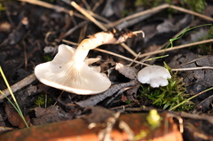 Clitocybe truncicola