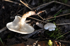 Clitocybe truncicola