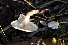 Clitocybe truncicola