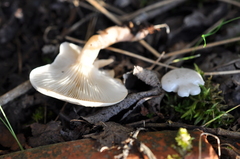 Clitocybe truncicola