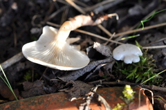 Clitocybe truncicola