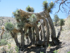 Yucca brevifolia