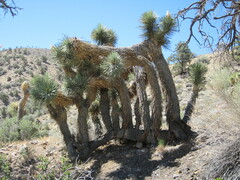 Yucca brevifolia