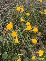 Narcissus bulbocodium